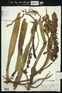 Rhynchostylis retusa image