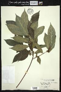 Ficus glaberrima image