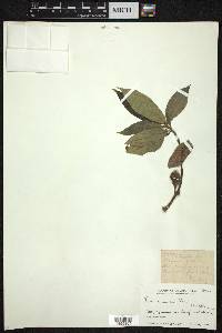 Ficus squamosa image