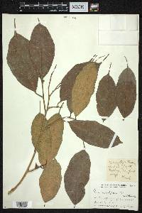 Ficus heteropleura image