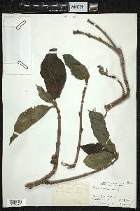 Ficus hispida image