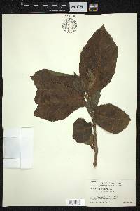 Ficus hispida image