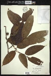 Ficus pubigera image