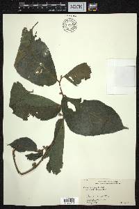 Ficus cyrtophylla image