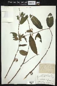 Ficus heterophylla image