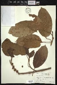 Ficus virens image