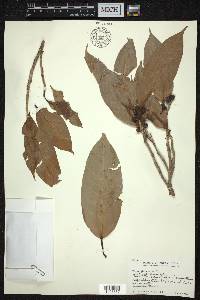 Ficus glaberrima image
