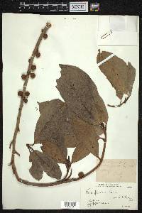 Ficus fistulosa image