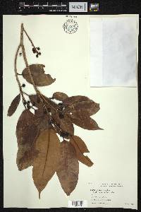 Ficus glaberrima image