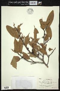 Ficus sarmentosa var. nipponica image