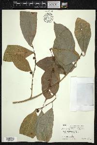 Ficus heteropleura image