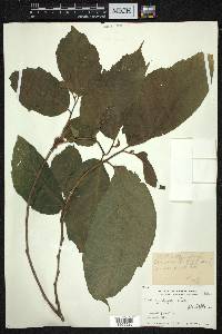 Ficus cyrtophylla image