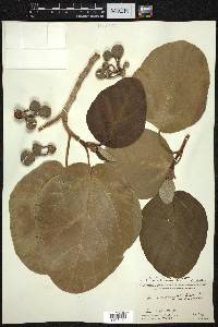 Ficus auriculata image