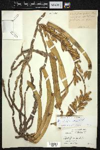 Rhynchostylis retusa image