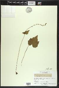 Mitella diphylla image