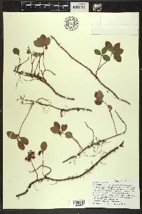 Gaultheria procumbens image