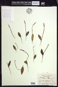 Ophioglossum pusillum image