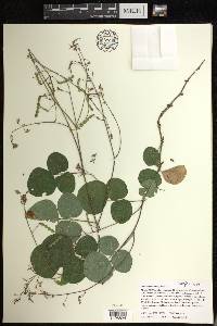 Desmodium rotundifolium image