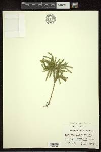 Dendrolycopodium dendroideum image