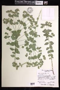 Euphorbia yaquiana image