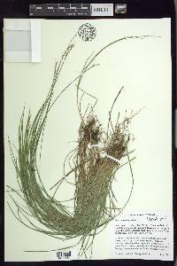 Carex bromoides image