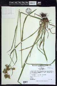 Scirpus pendulus image