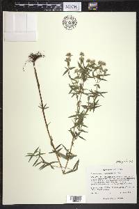 Pycnanthemum verticillatum image