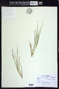 Dichanthelium depauperatum image