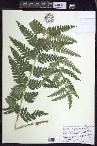 Dryopteris clintoniana image