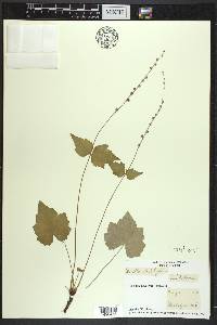 Mitella diphylla image