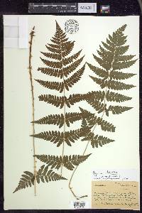 Dryopteris × boottii image