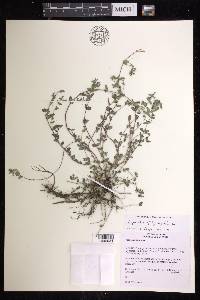 Chamaesyce hyssopifolia image