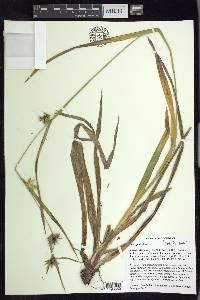 Carex folliculata image