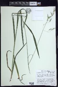 Bromus nottowayanus image