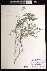Euphorbia cayensis image
