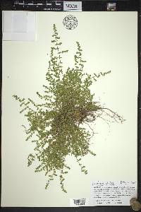 Herniaria glabra image