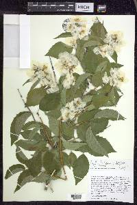 Philadelphus pubescens image