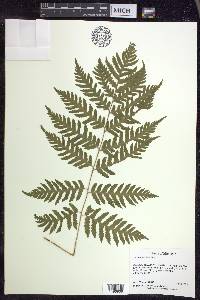 Dryopteris clintoniana image