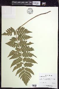 Dryopteris clintoniana image