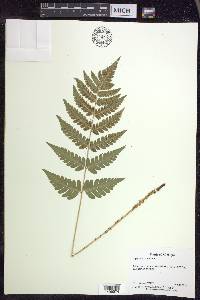 Dryopteris clintoniana image