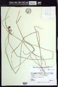 Carex alata image