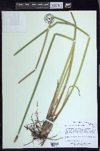 Eleocharis equisetoides image