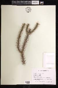 Euphorbia aeruginosa image