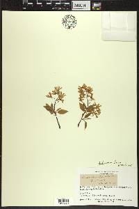 Amelanchier laevis image