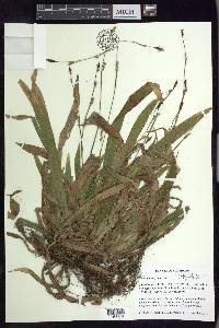 Carex plantaginea image