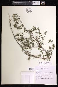 Chamaesyce hyssopifolia image