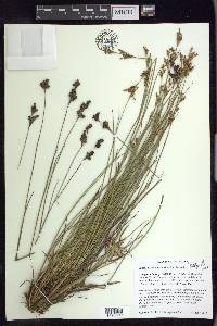 Juncus brevicaudatus image