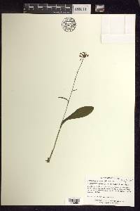 Platanthera clavellata image