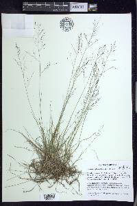 Muhlenbergia uniflora image