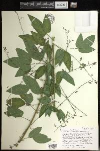 Desmodium perplexum image